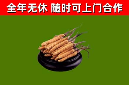 北仑区烟酒回收冬虫夏草.jpg